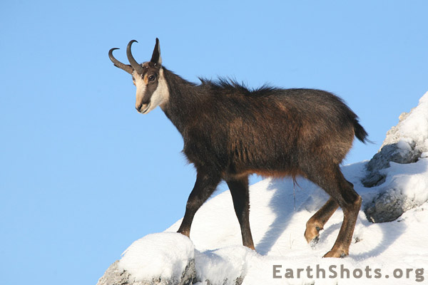 chamois 1